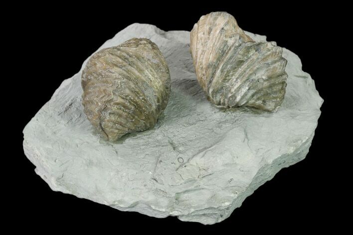 Two Fossil Brachiopods (Platystrophia) Mounted On Shale - Kentucky #138833